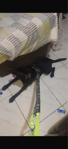 Estou doando o rex filhote de 5 meses 