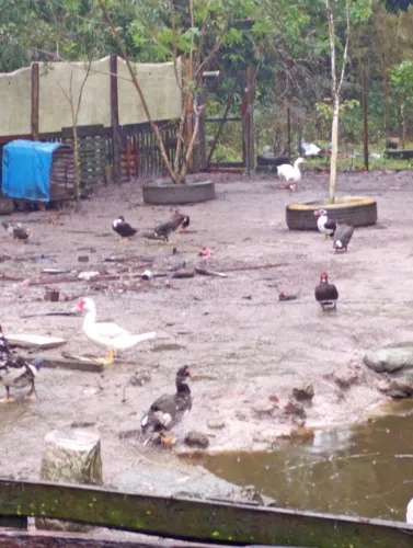 Vende -se Patos e Patas