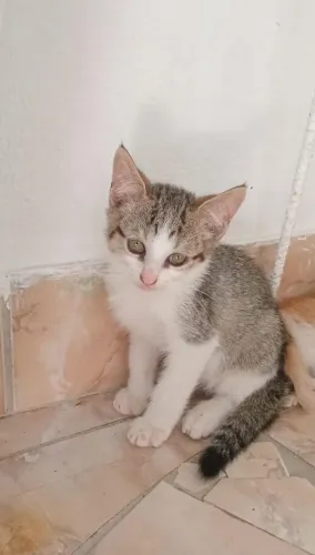 Gato macho 2 meses