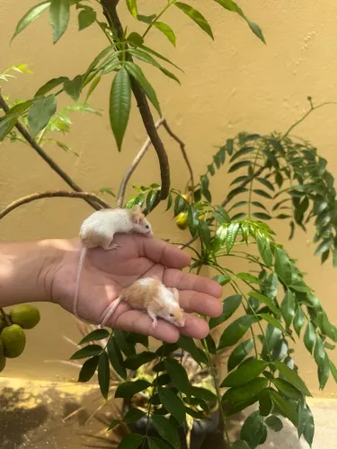 Ratinho de estimação