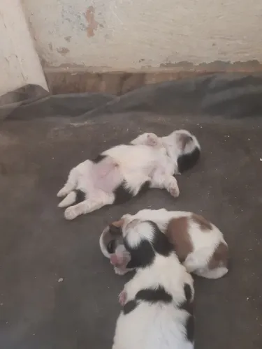 Shih tzu fêmeas 