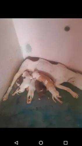 Filhotes de Pitbul