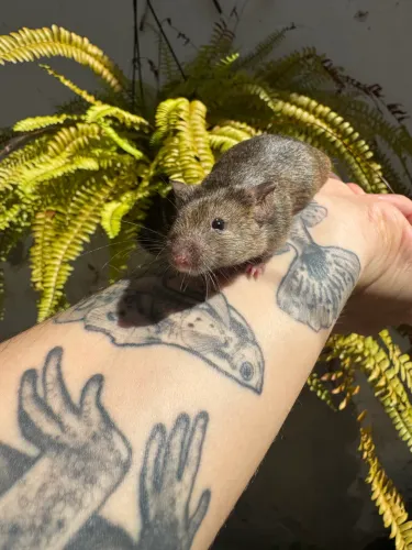 Camundongos pet