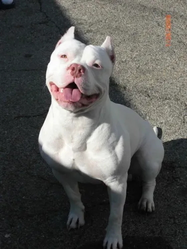 Procuro American Bully com boa procedência pra comprar.