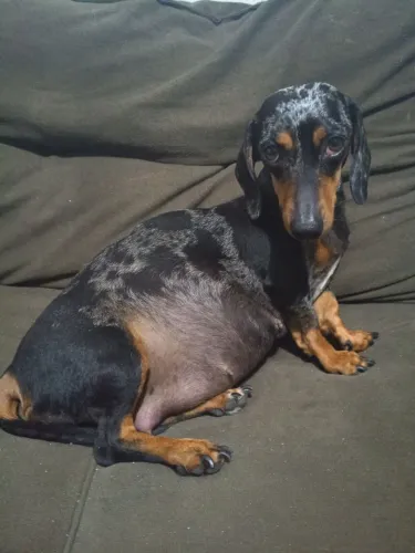 Filhote de daschund