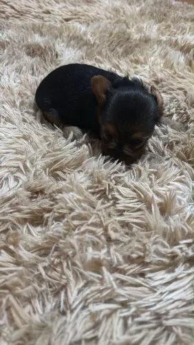 Yorkshire Terrier Fêmea