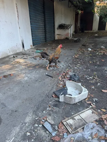 Galo Indiano é Galo Carijó