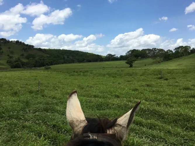 Oportunidade, fazenda excelente e pronta para trabalhar!