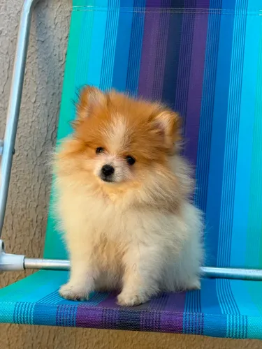 Spitz alemão - Lulu da pomerania