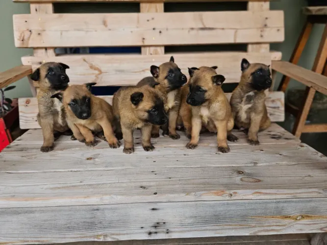Venda de filhotes Pastor Malinois Foto dos Pais.