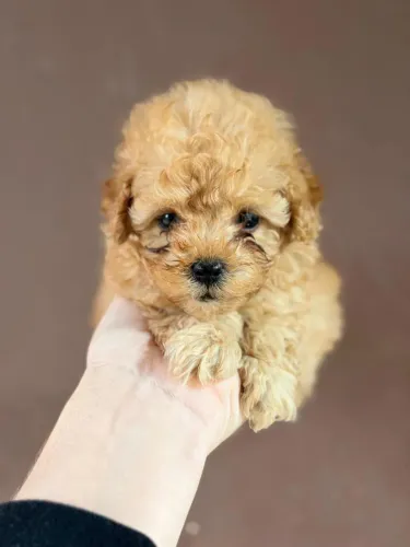 Poodle red macho