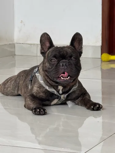 Buldogue francês 