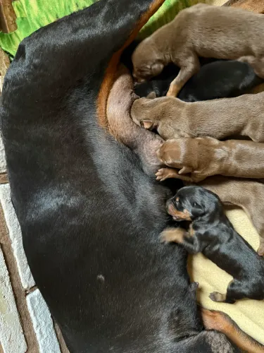 Doberman com pedigree