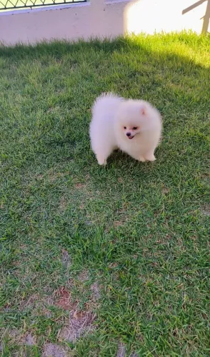 Macho Lulu anão 3 doses da vacina importada