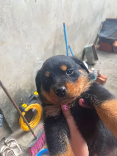 Filhotes de rottweiler cabeça de touro