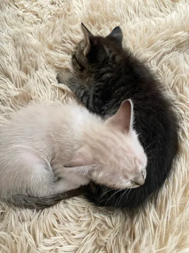 Gatos para adoção 