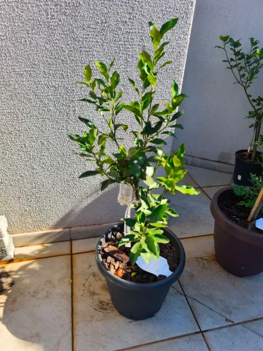 Muda de ponkan altura 80cm