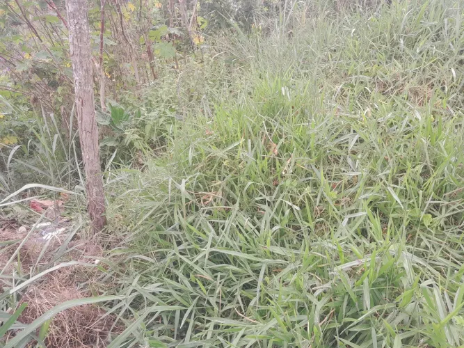 Terreno em Cajazeiras XI