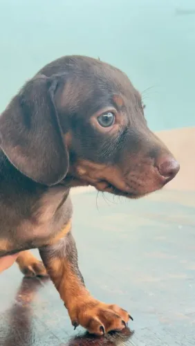 Dachshund macho 