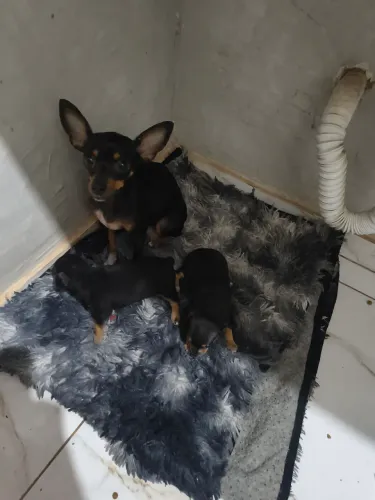 Pinscher 