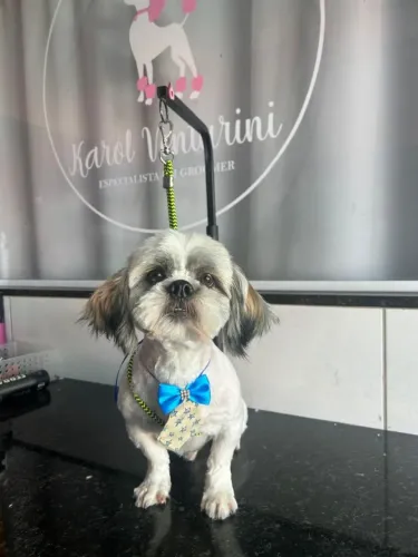 Doação cachorro macho