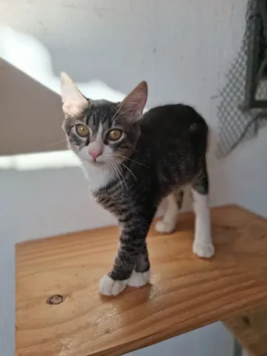 Gatinhas filhotes macho para adoção responsável