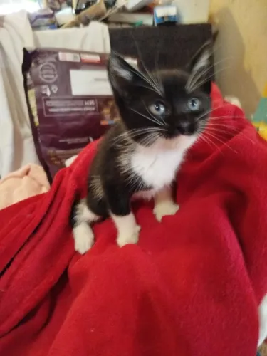 ADOTE linda filhotinha frajola