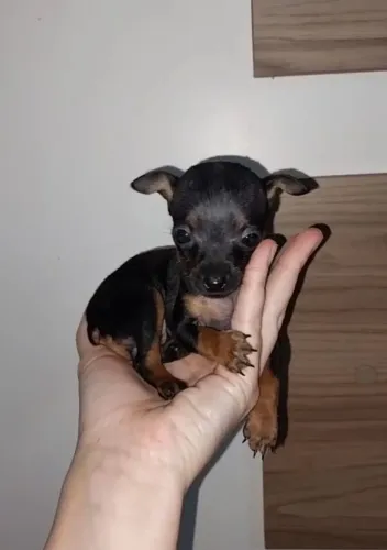 Vendo dois machinhos de pinscher Zero.