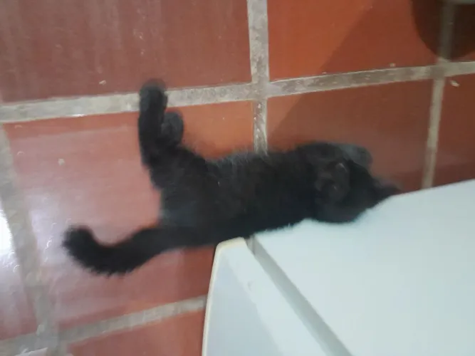 Doação de um gatinho