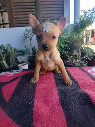 Pinscher com 58 dias com garantia e pedigree 
