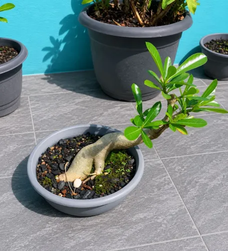 Rosa do Deserto BONSAI