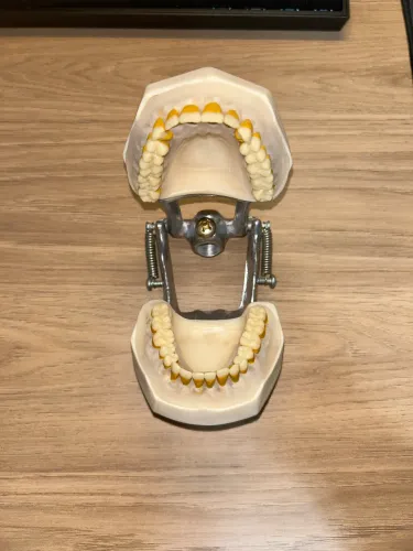 Manequim de periodontia padrão