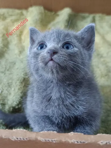 Russian Blue Filhotes/Azul Russo