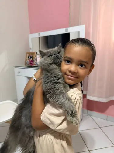 Linda filhote de persa fêmea 