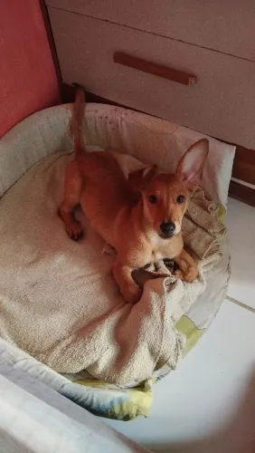 Doação de cachorro
