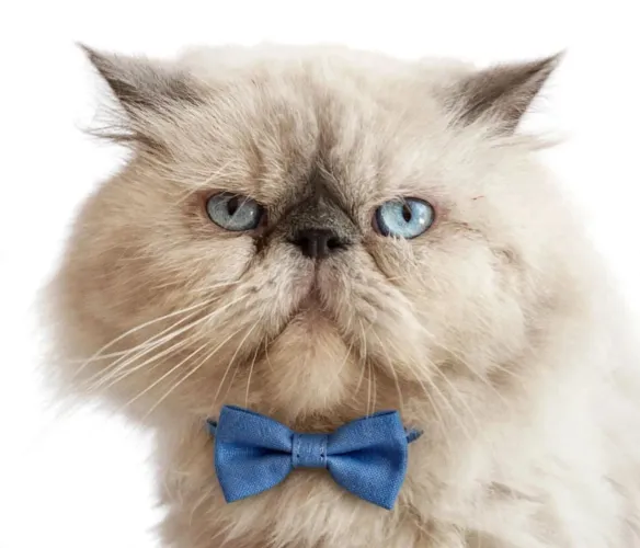Lindo gato adulto Himalaia só vou vender porque tenho dois machos