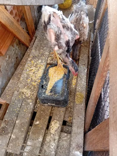 Vendo casal de indio gigante puro