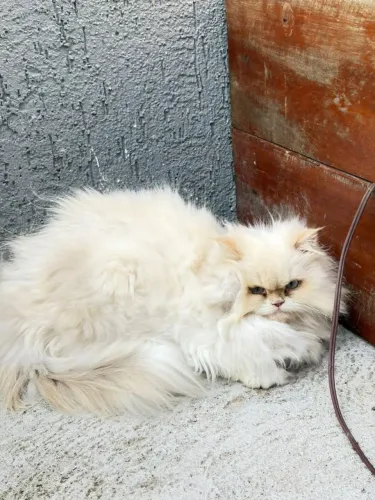 Vendo gata persa