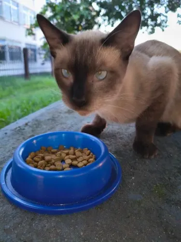 Adote Gatinho Blue em Campo Grande - RJ.