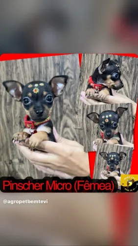 Pinscher Fêmea zero