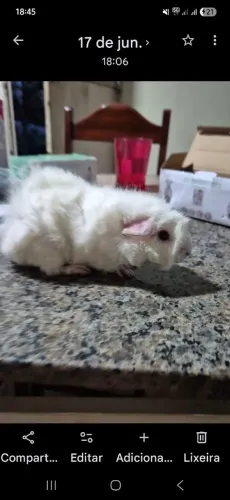 Porquinho da Índia