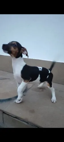 Doação Fox Paulistinha 