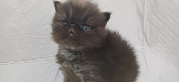 Lindo filhote de gato persa macho  puro.Parcelo.Entrego Joinville ,Camboriú Flo
