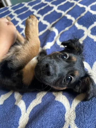 Cachorrinho Filhote 3 Meses macho Médio Porte - Adoção- Doação - Cachorro 