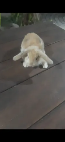 Lindos filhotes de coelhos mini lop uruguaio machos e fêmeas