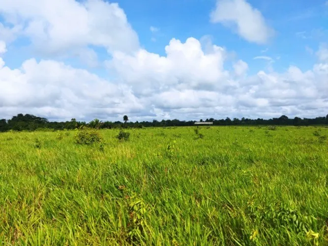 R$ 3.5 milhões de reais fazenda com 50 alqueires pronta há 135 km de Belém