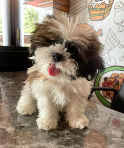 Filhote Shih Tzu aguardando o mimo