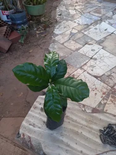 Mudas de Café - Pronta para Plantar