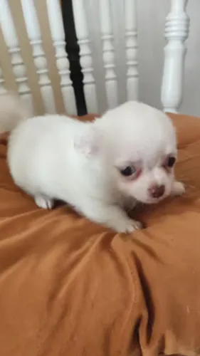 Chihuahua Pequeno com vacinas óctuplas de cortesia e pedigree!