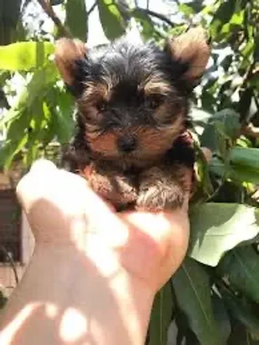 Yorkshire Terrier ficam com 3kg